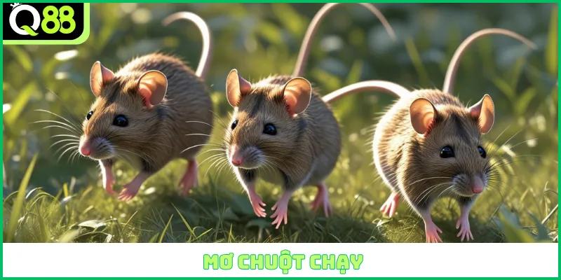 Mơ chuột chạy